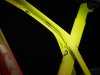 Trek Madone SLR 7 AXS 56 Radioactive Coral to Yellow Fa